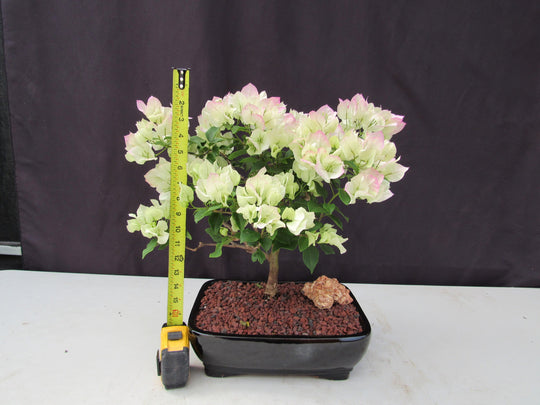 Biancalani 花瓶☆SALE 26 Year Old White And Pink Bougainvillea Specimen Bonsai Tree