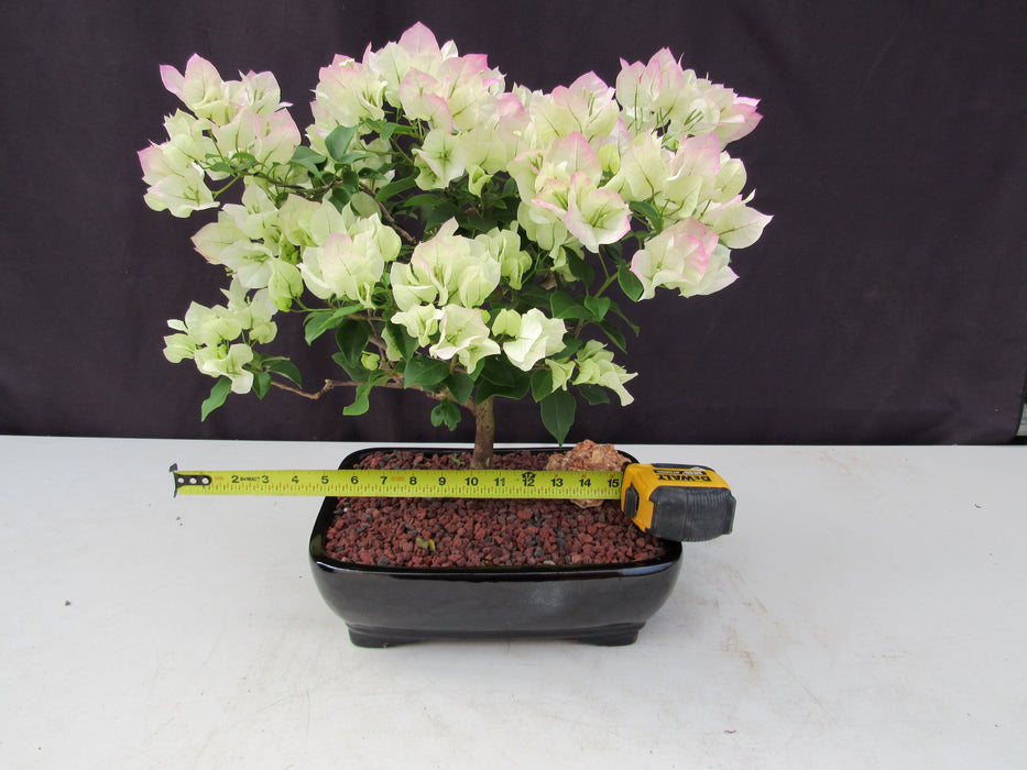 26 Year Old White And Pink Bougainvillea Specimen Bonsai Tree Size