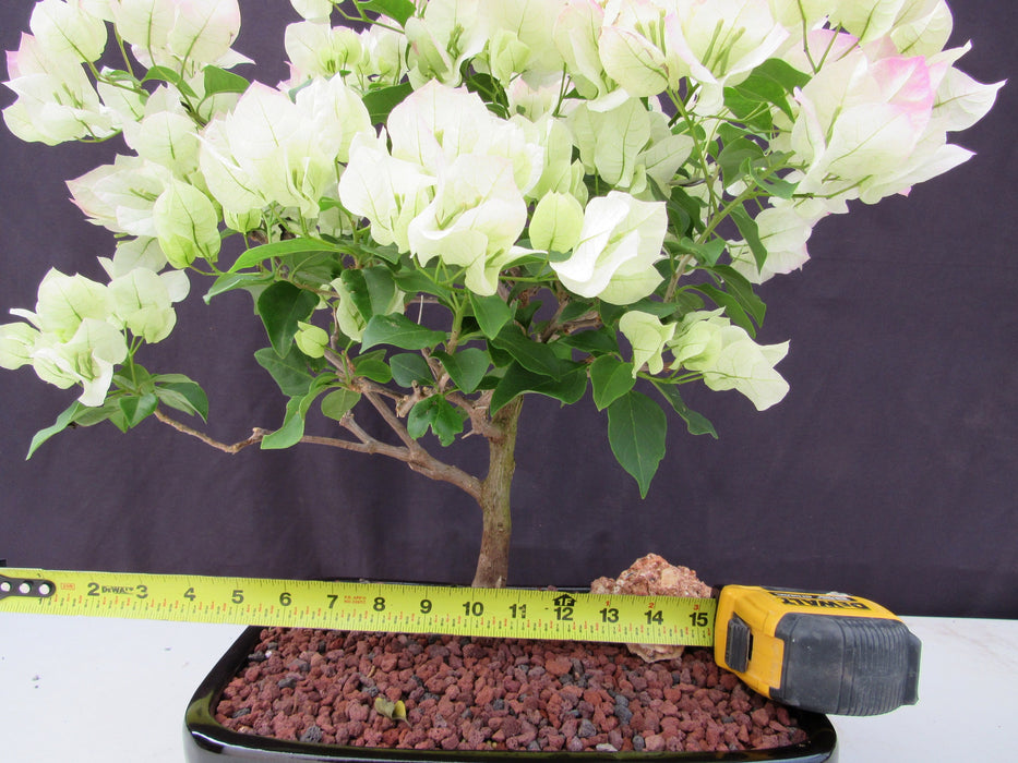 26 Year Old White And Pink Bougainvillea Specimen Bonsai Tree Width