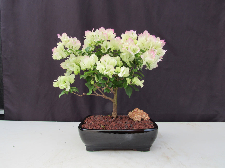 26 Year Old White And Pink Bougainvillea Specimen Bonsai Tree Profile