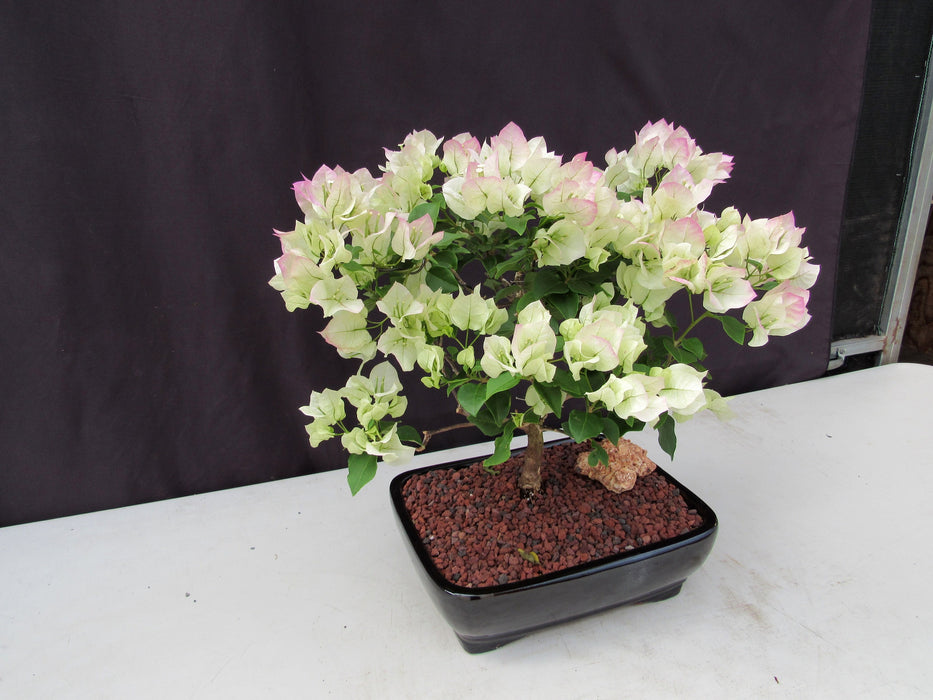 26 Year Old White And Pink Bougainvillea Specimen Bonsai Tree Side
