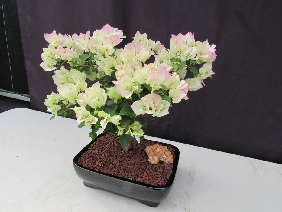 26 Year Old White And Pink Bougainvillea Specimen Bonsai Tree Softer Side