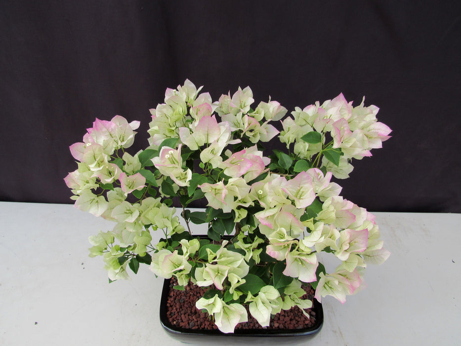 26 Year Old White And Pink Bougainvillea Specimen Bonsai Tree Top