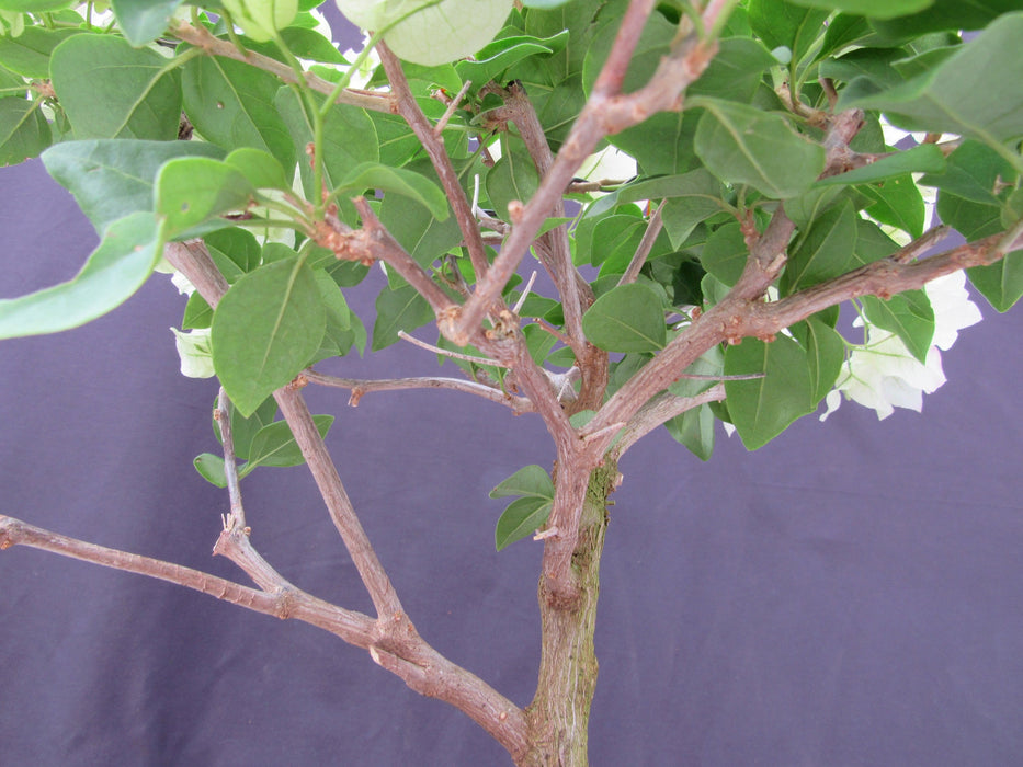 26 Year Old White And Pink Bougainvillea Specimen Bonsai Tree Branches