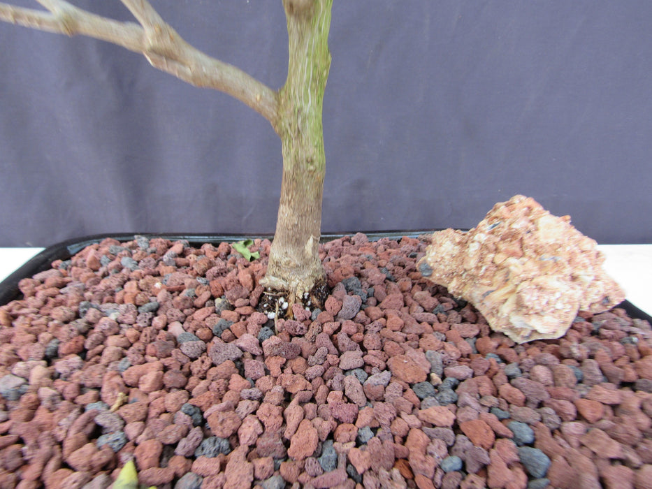 26 Year Old White And Pink Bougainvillea Specimen Bonsai Tree Trunk