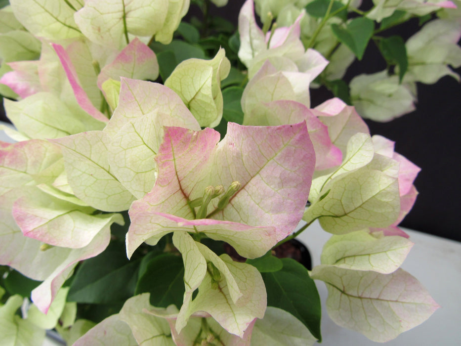 26 Year Old White And Pink Bougainvillea Specimen Bonsai Tree Flower Two Tone