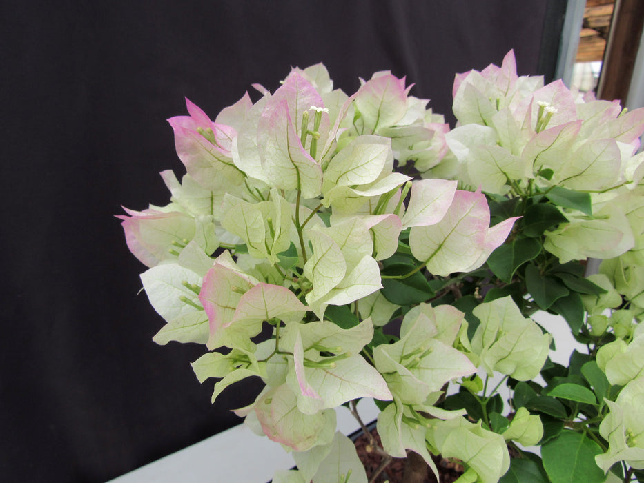 26 Year Old White And Pink Bougainvillea Specimen Bonsai Tree Flowers