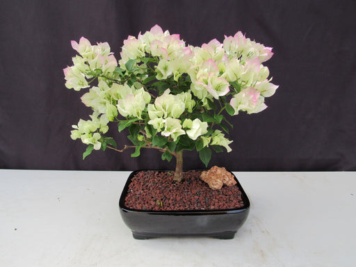 26 Year Old White And Pink Bougainvillea Specimen Bonsai Tree