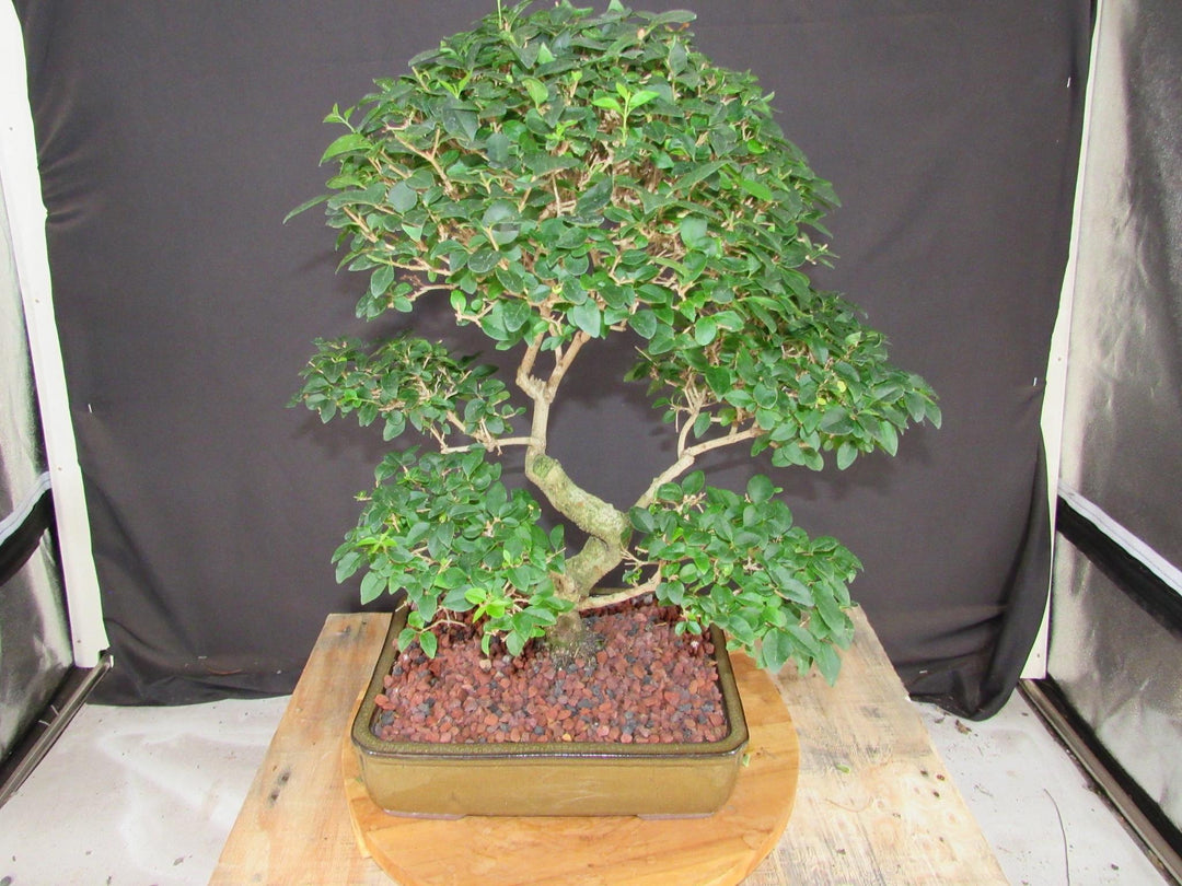 28 Year Old Flowering Ligustrum Specimen Curved Tier Bonsai Tree