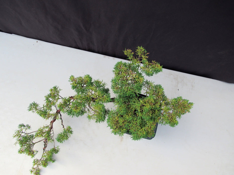 28 Year Old Golden Joy Shimpaku Chinese Juniper Specimen Cascade Bonsai Tree Birds Eye