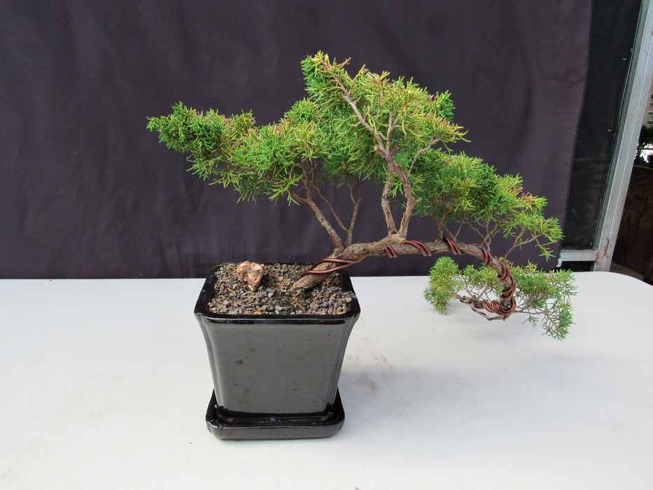 28 Year Old Golden Joy Shimpaku Chinese Juniper Specimen Cascade Bonsai Tree Back