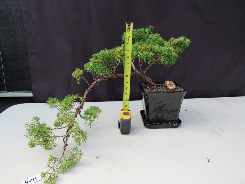 28 Year Old Golden Joy Shimpaku Chinese Juniper Specimen Cascade Bonsai Tree Height