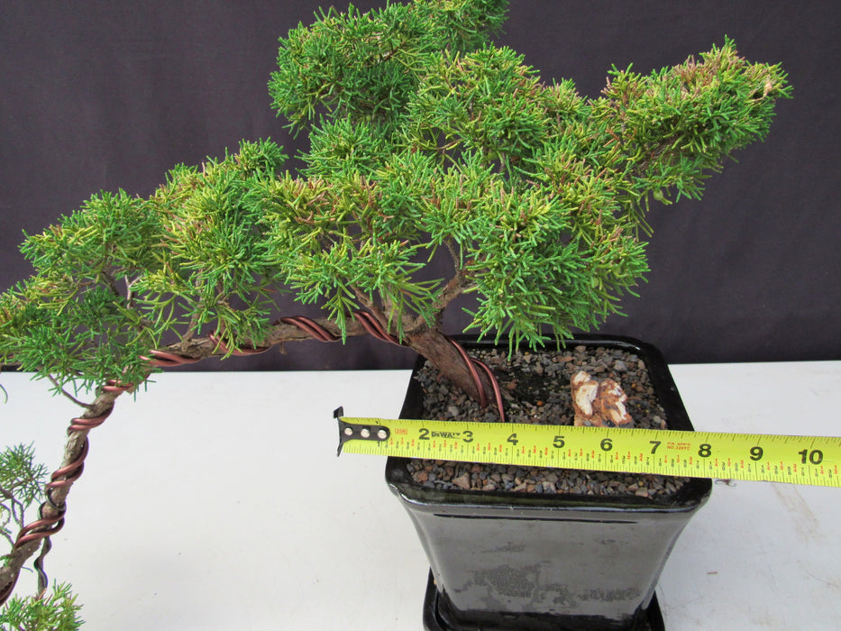 28 Year Old Golden Joy Shimpaku Chinese Juniper Specimen Cascade Bonsai Tree Width