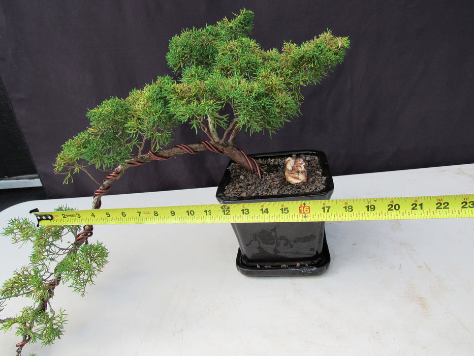 28 Year Old Golden Joy Shimpaku Chinese Juniper Specimen Cascade Bonsai Tree Size