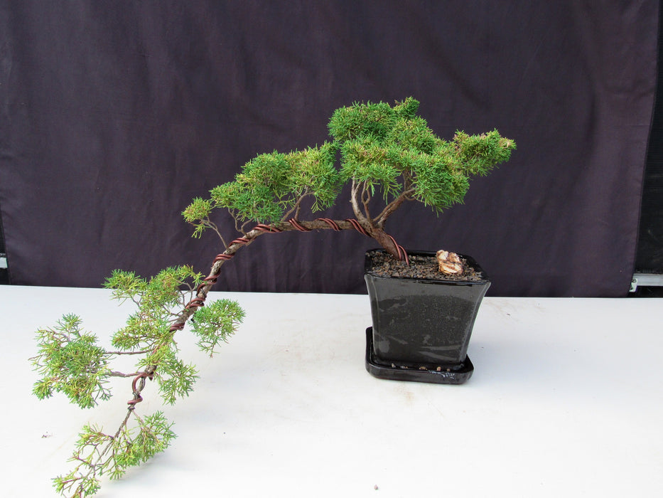 28 Year Old Golden Joy Shimpaku Chinese Juniper Specimen Cascade Bonsai Tree