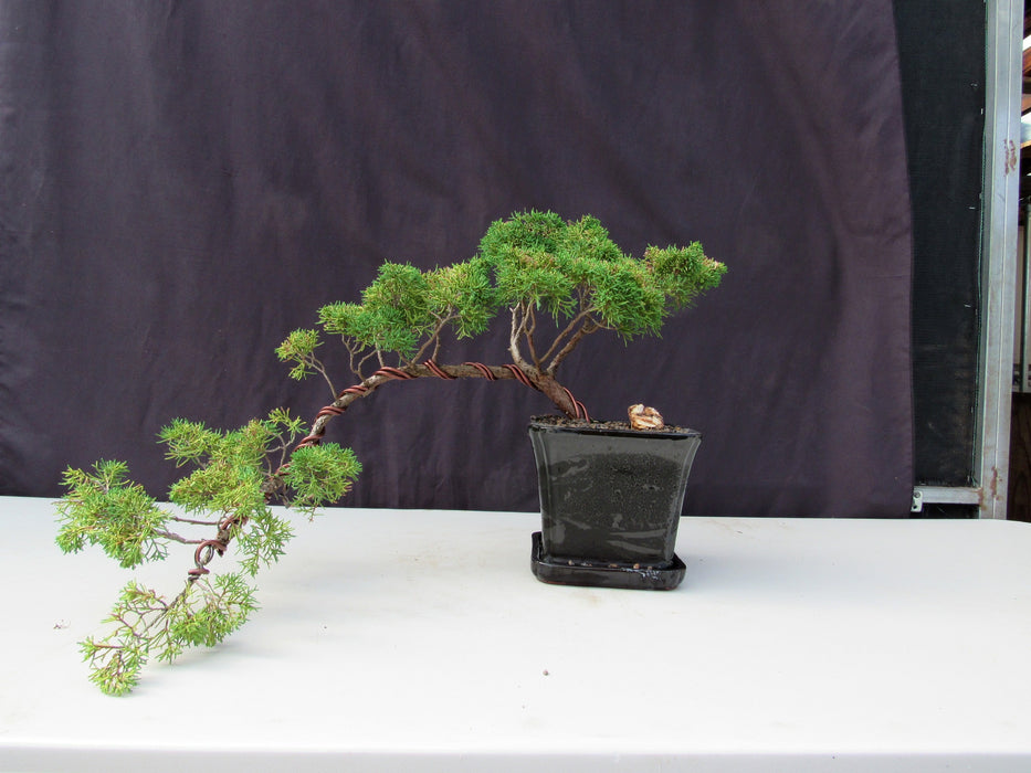28 Year Old Golden Joy Shimpaku Chinese Juniper Specimen Cascade Bonsai Tree Profile