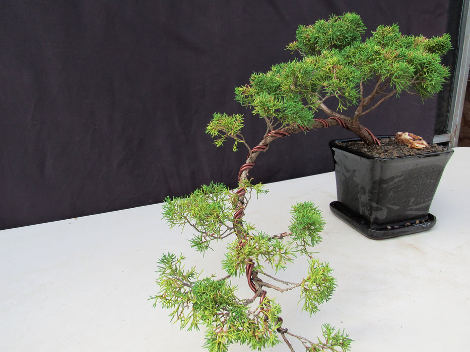 28 Year Old Golden Joy Shimpaku Chinese Juniper Specimen Cascade Bonsai Tree Trained Cascade