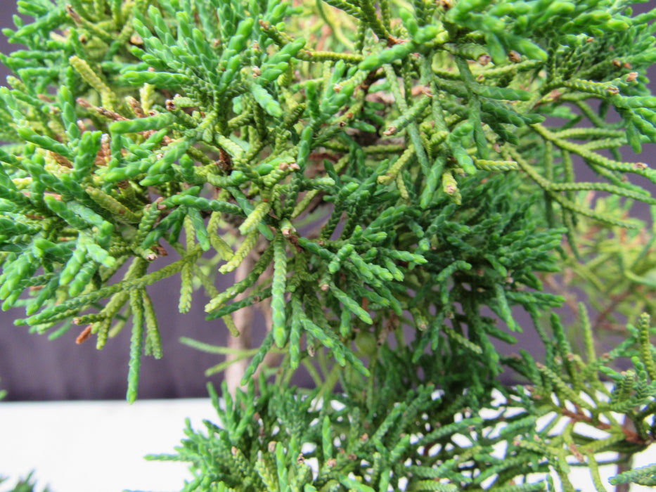 28 Year Old Golden Joy Shimpaku Chinese Juniper Specimen Cascade Bonsai Tree Foliage