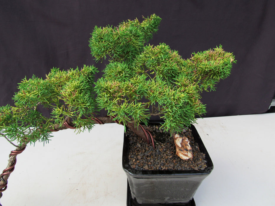 28 Year Old Golden Joy Shimpaku Chinese Juniper Specimen Cascade Bonsai Tree Canopy