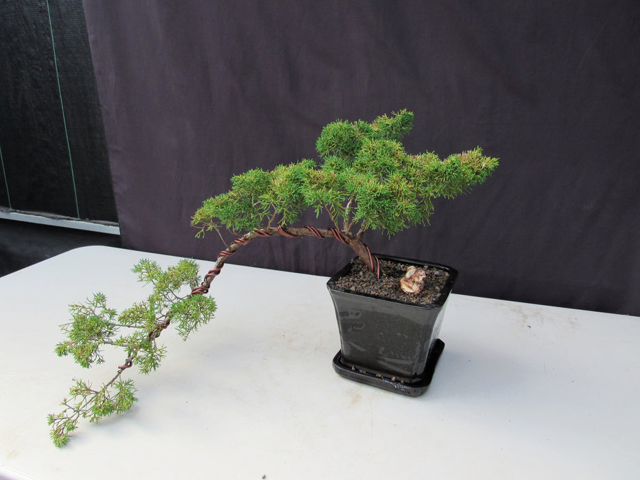 28 Year Old Golden Joy Shimpaku Chinese Juniper Specimen Cascade Bonsai Tree Side