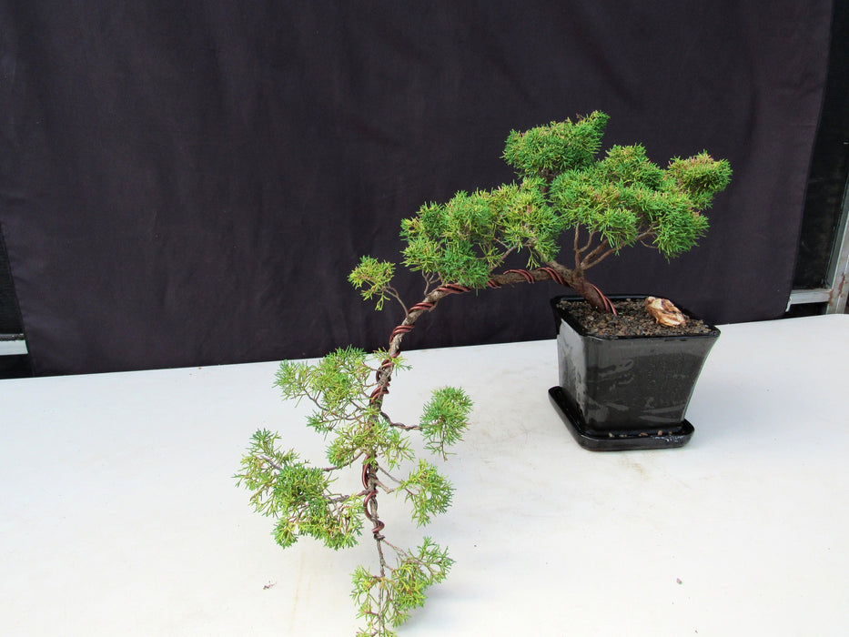 28 Year Old Golden Joy Shimpaku Chinese Juniper Specimen Cascade Bonsai Tree Cascade Side