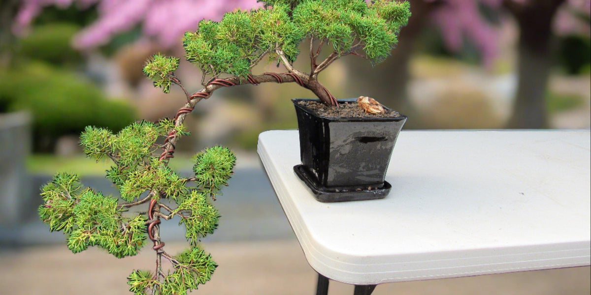 golden nanmu tree bonsai 28 Year Old Golden Joy Shimpaku Chinese Juniper Specimen Cascade Bonsa