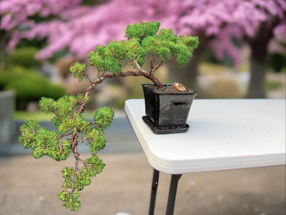 28 Year Old Golden Joy Shimpaku Chinese Juniper Specimen Cascade Bonsai Tree Full Cascade