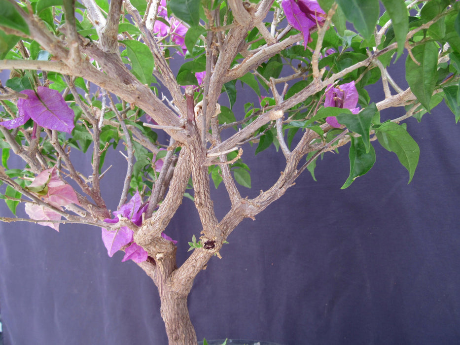 28 Year Old Pink Bougainvillea Specimen Bonsai Tree Trunk