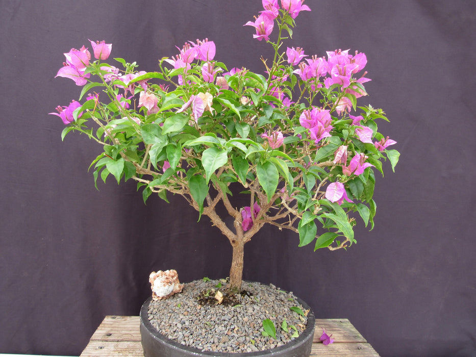 28 Year Old Pink Bougainvillea Specimen Bonsai Tree Back