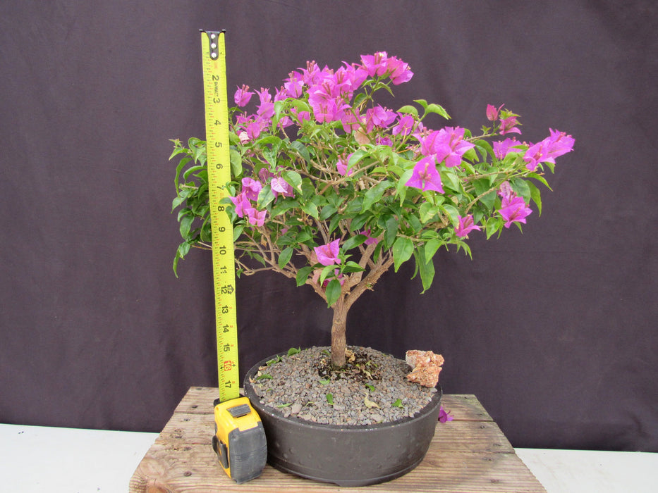 28 Year Old Pink Bougainvillea Specimen Bonsai Tree Size