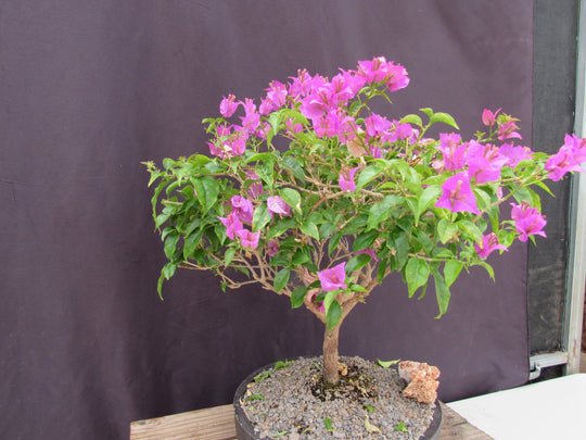 pink trumpet tree bonsai 28 Year Old Pink Bougainvillea Specimen Bonsai Tree