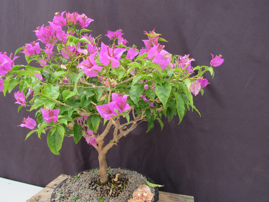 28 Year Old Pink Bougainvillea Specimen Bonsai Tree Strong Side