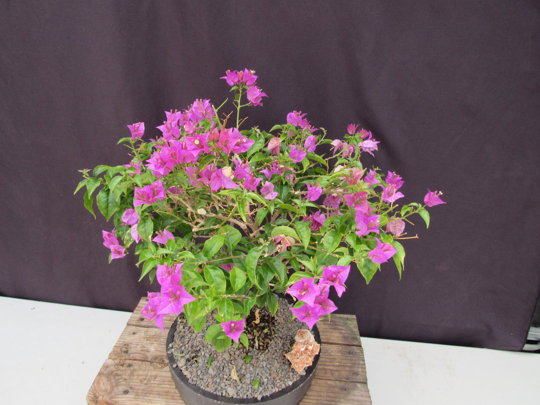 28 Year Old Pink Bougainvillea Specimen Bonsai Tree Top