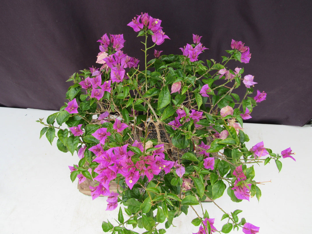 28 Year Old Pink Bougainvillea Specimen Bonsai Tree Crown