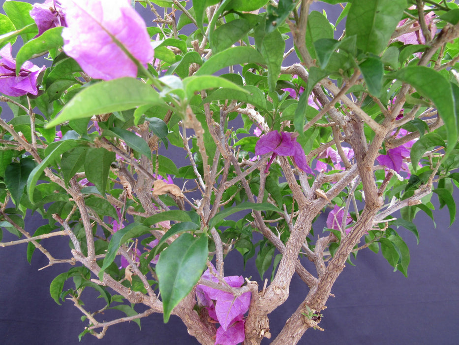 28 Year Old Pink Bougainvillea Specimen Bonsai Tree Branches