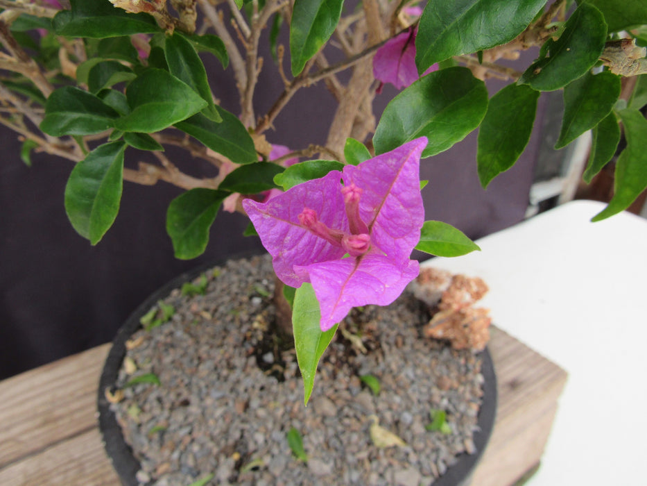 28 Year Old Pink Bougainvillea Specimen Bonsai Tree Flower