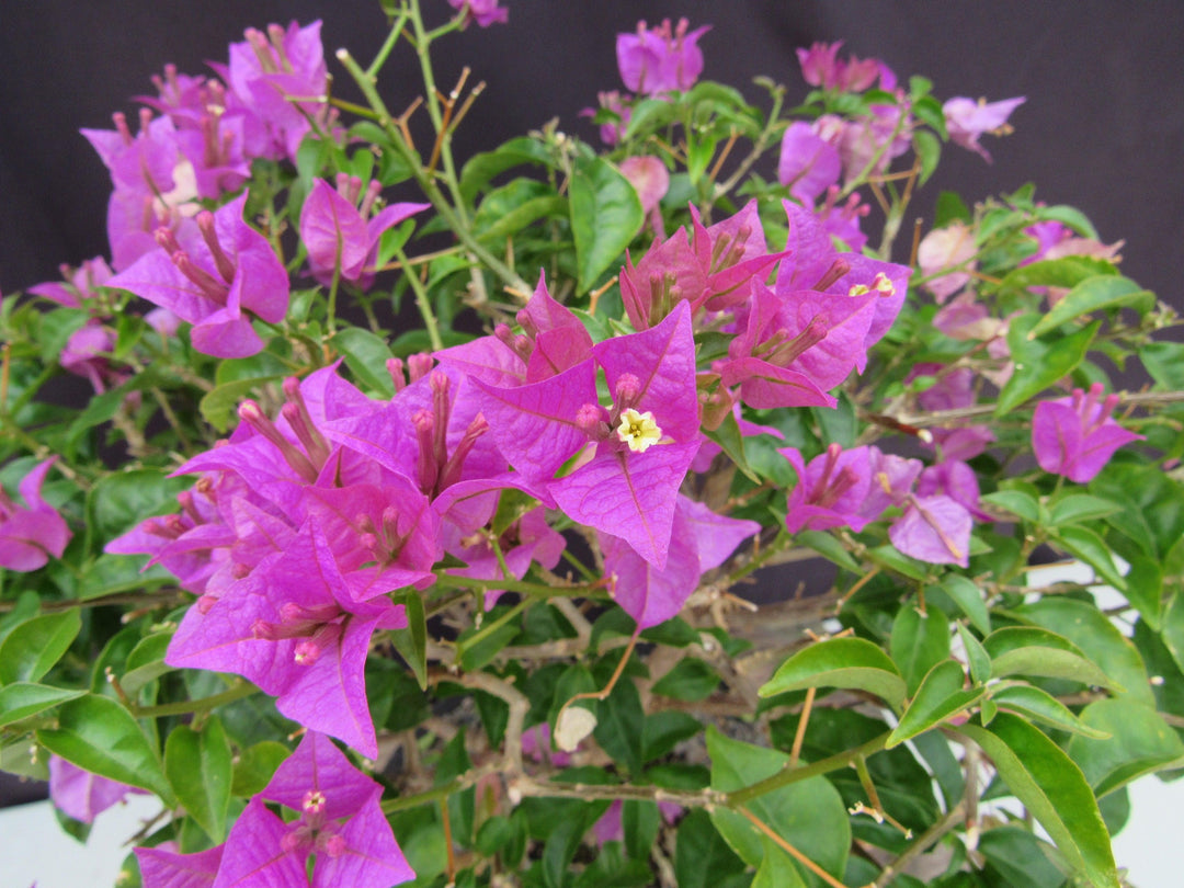 28 Year Old Pink Bougainvillea Specimen Bonsai Tree Full Bloom