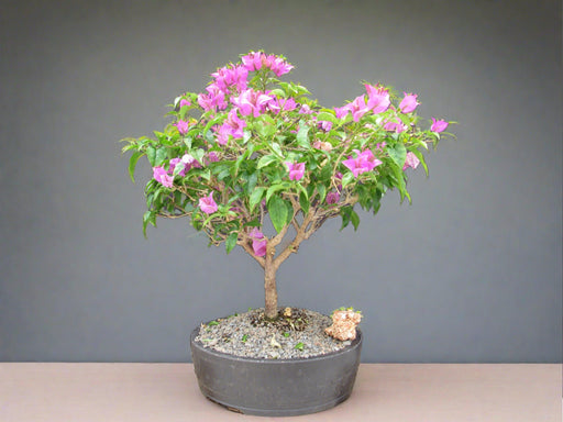 28 Year Old Pink Bougainvillea Specimen Bonsai Tree