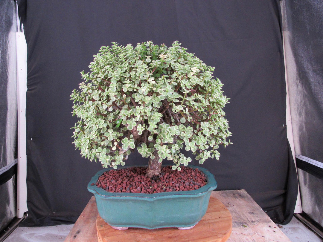 29 Year Old Variegated Baby Jade Specimen Bonsai Tree - Back