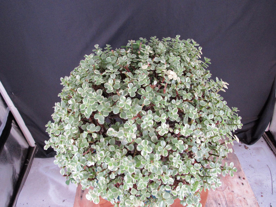 29 Year Old Variegated Baby Jade Specimen Bonsai Tree - Birdseye