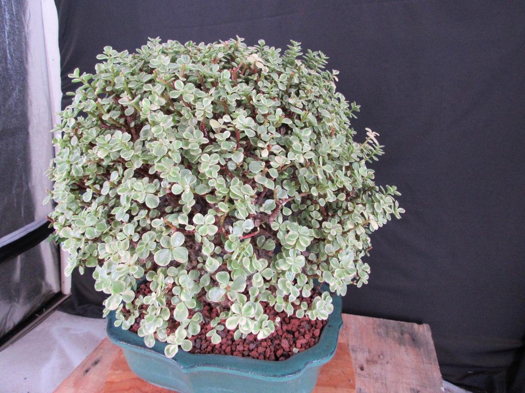 29 Year Old Variegated Baby Jade Specimen Bonsai Tree - Canopy