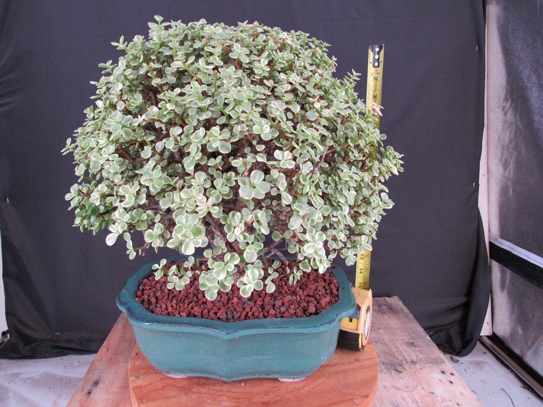 29 Year Old Variegated Baby Jade Specimen Bonsai Tree - Height