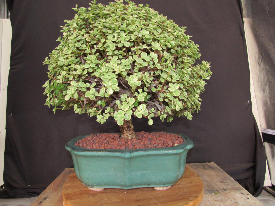 29 Year Old Variegated Baby Jade Specimen Bonsai Tree - Profile