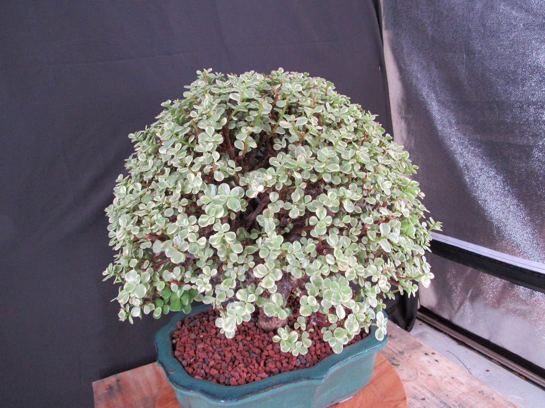 29 Year Old Variegated Baby Jade Specimen Bonsai Tree - Side