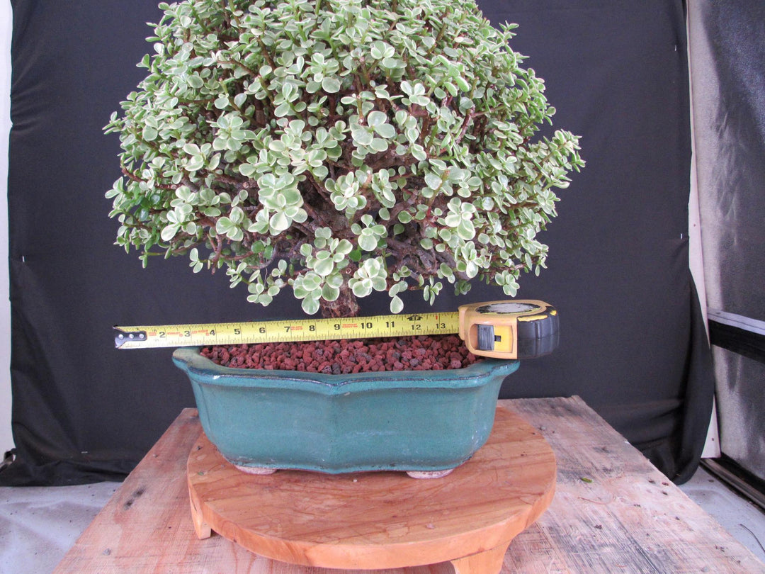 29 Year Old Variegated Baby Jade Specimen Bonsai Tree - Size