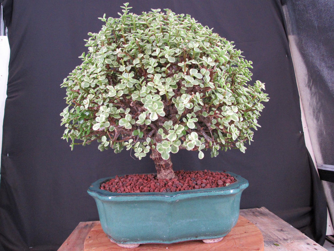 29 Year Old Variegated Baby Jade Specimen Bonsai Tree - Straight
