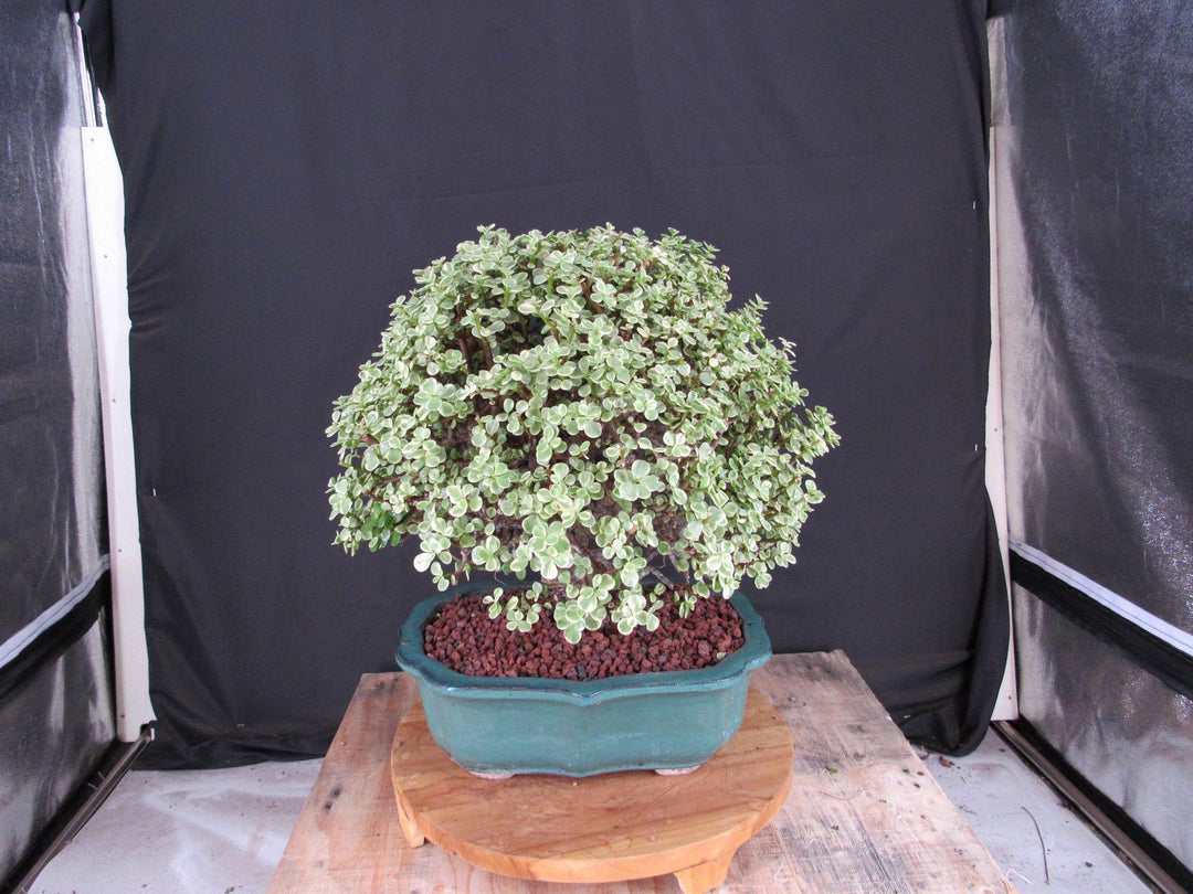 29 Year Old Variegated Baby Jade Specimen Bonsai Tree - Top