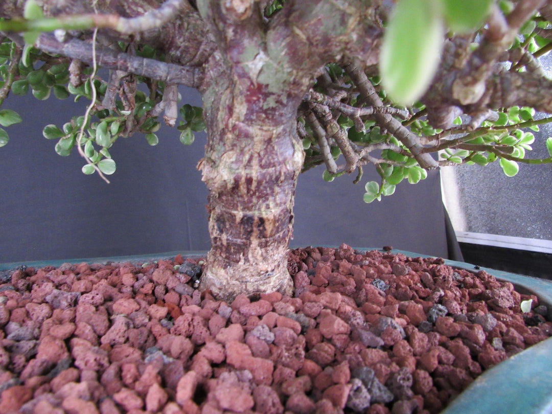 29 Year Old Variegated Baby Jade Specimen Bonsai Tree - Trunk