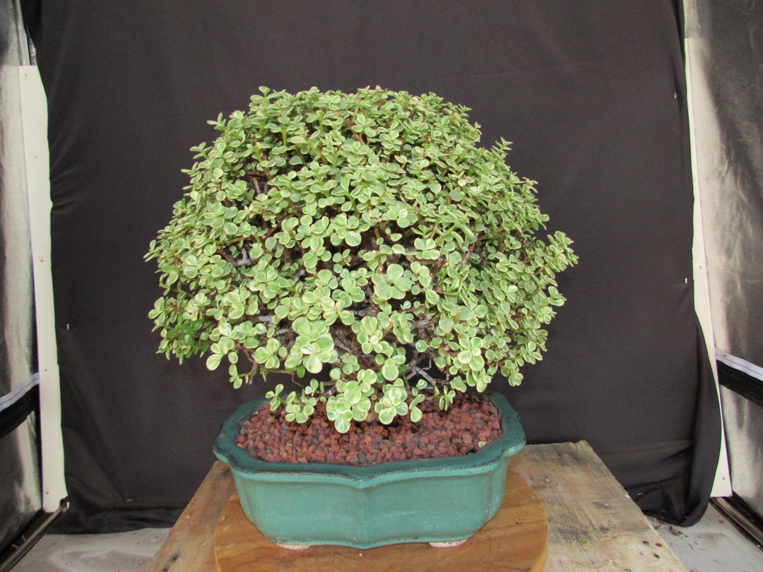29 Year Old Variegated Baby Jade Specimen Bonsai Tree