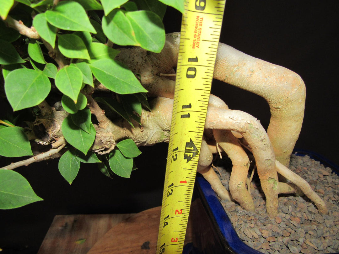30 Year Old Pink Bougainvillea Semi Cascade Specimen Bonsai Tree - Height